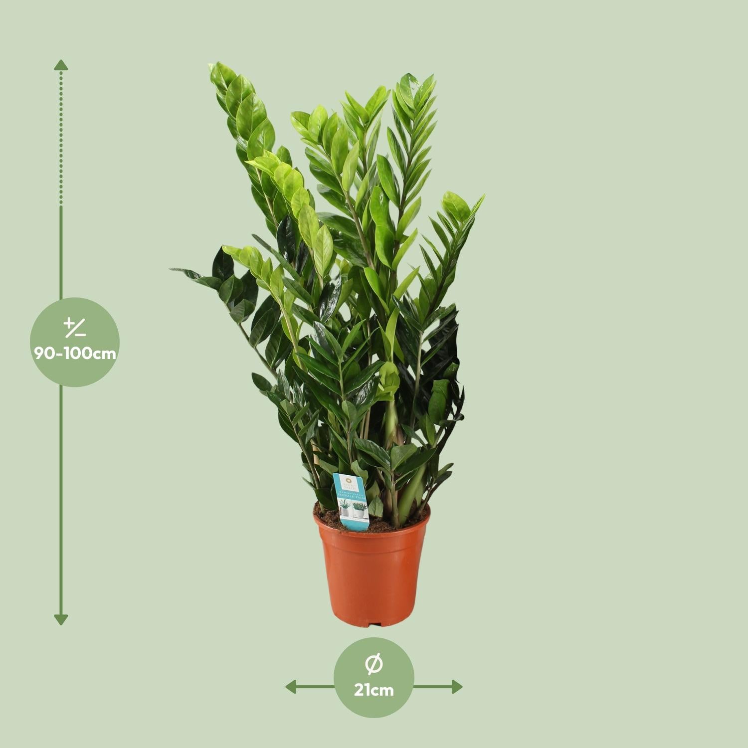 Zamioculcas Zamiifolia – Glücksfeder - 40-95 cm