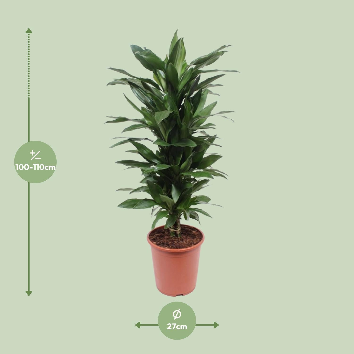 Dracaena Janet Lind – Drachenbaum - 70-130 cm