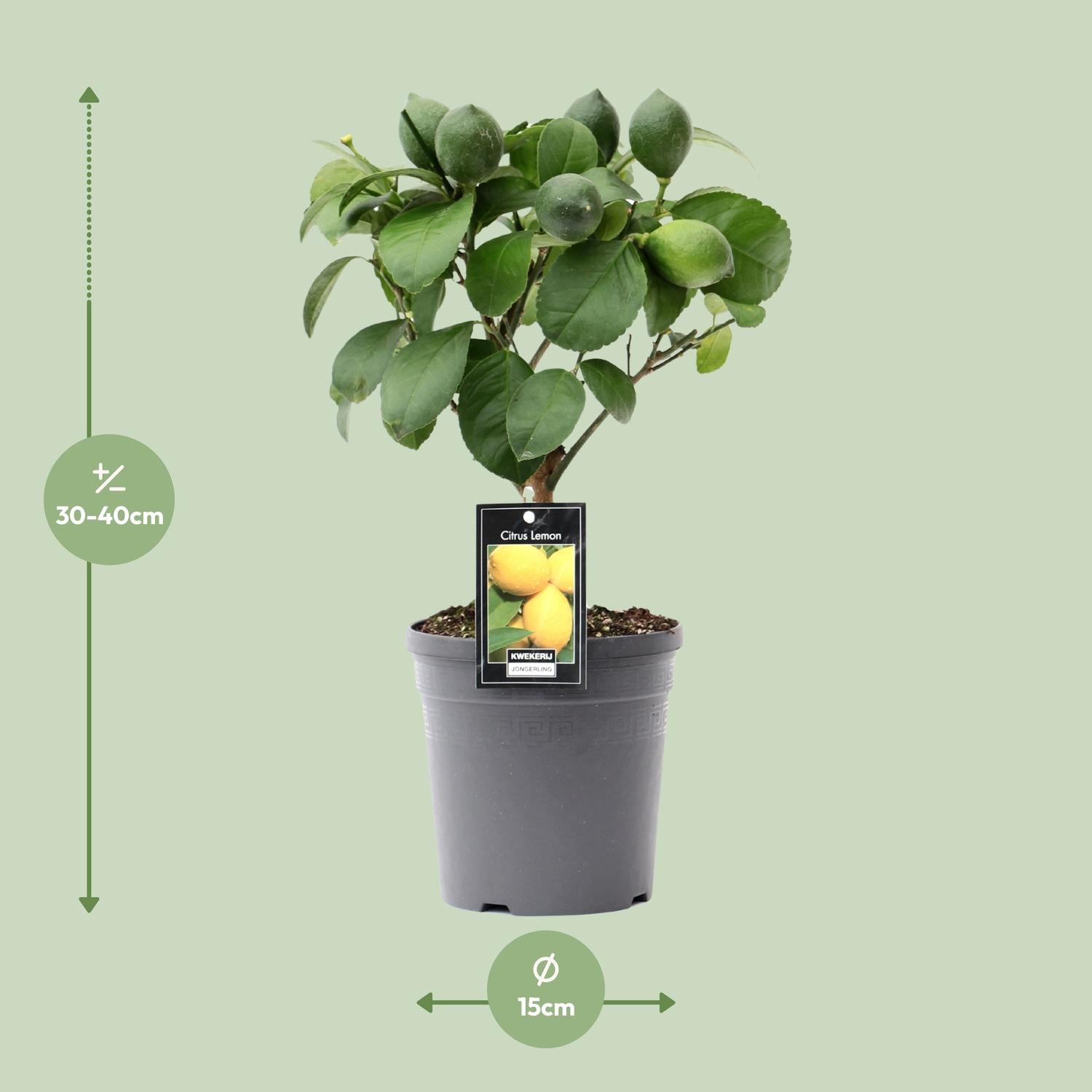 Albero di limone (Citrus lemon) – 35–80 cm