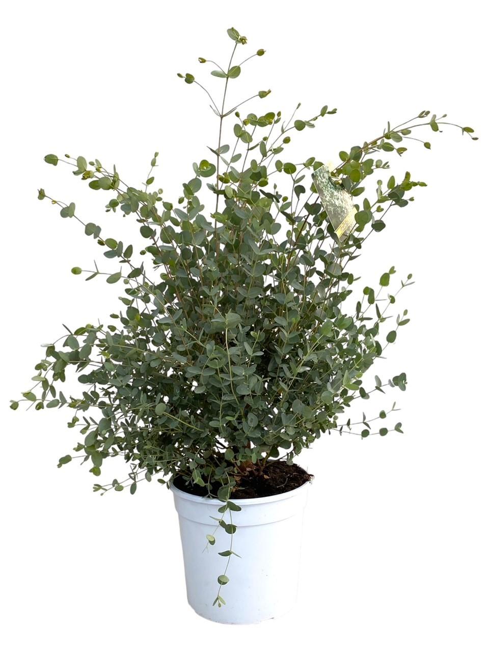 Eukalyptus Gunnii – beliebte Duftpflanze – 35–60 cm