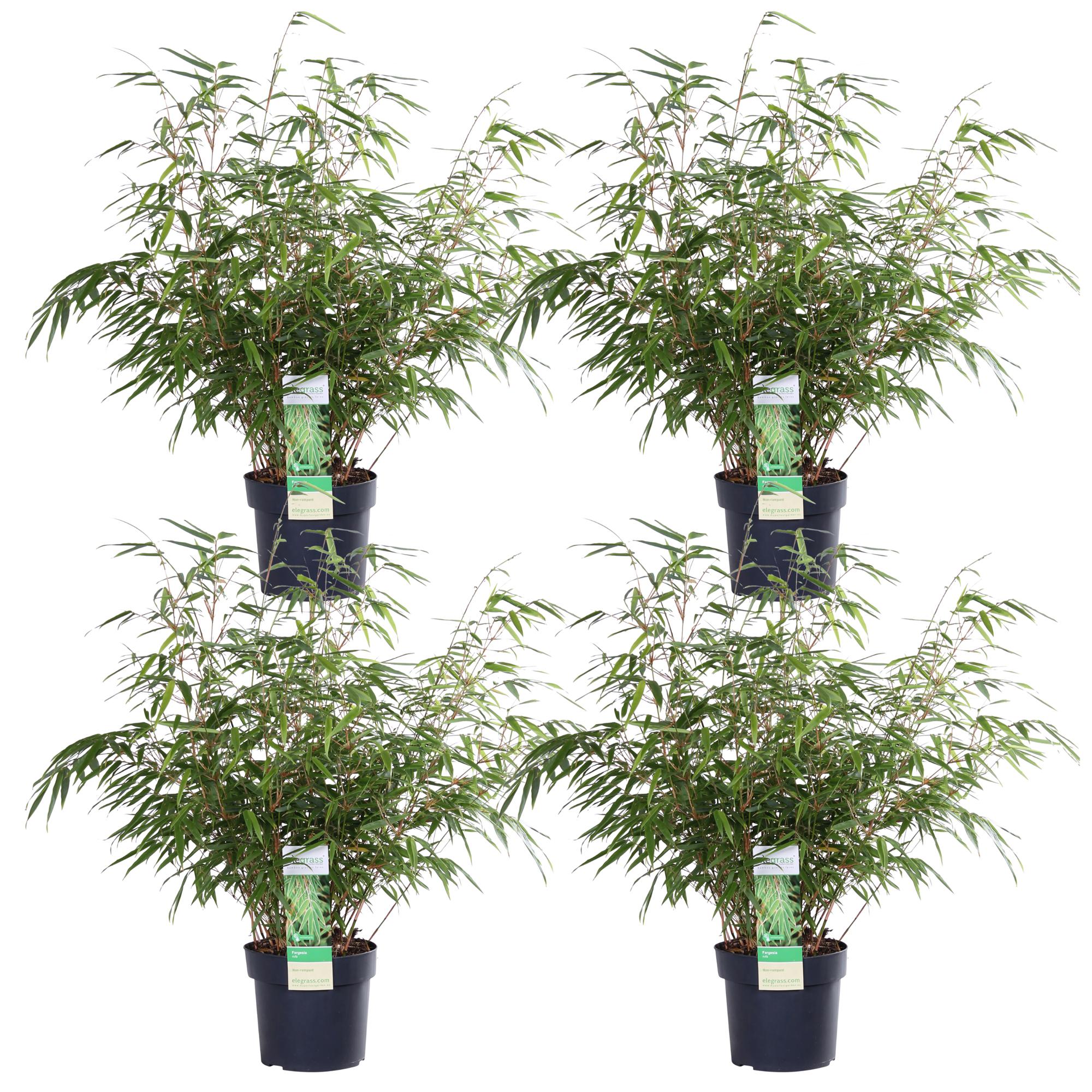 Fargesia rufa – horstbildender Gartenbambus in verschiedenen Höhen