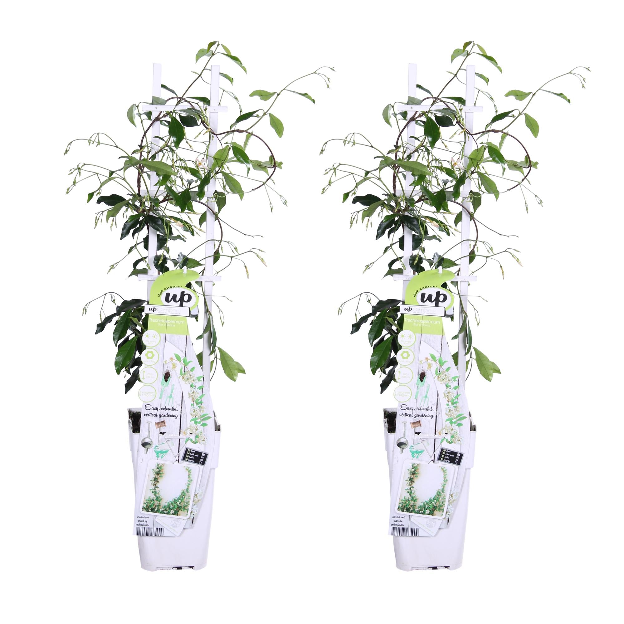 Trachelospermum 'Star of Venice' – evergreen jasmine, white flowers, 15 cm pot, 65 cm tall