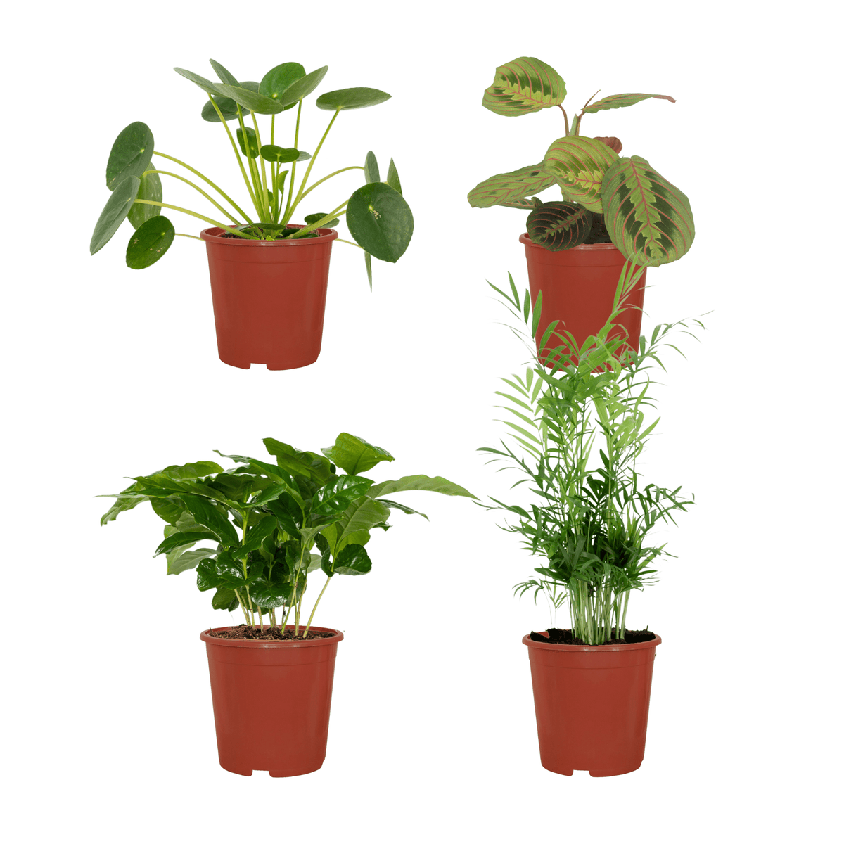 Tierfreundliche Pflanzenkiste – 4 Pflanzen – 12 cm Topf, ca. 20–40 cm
