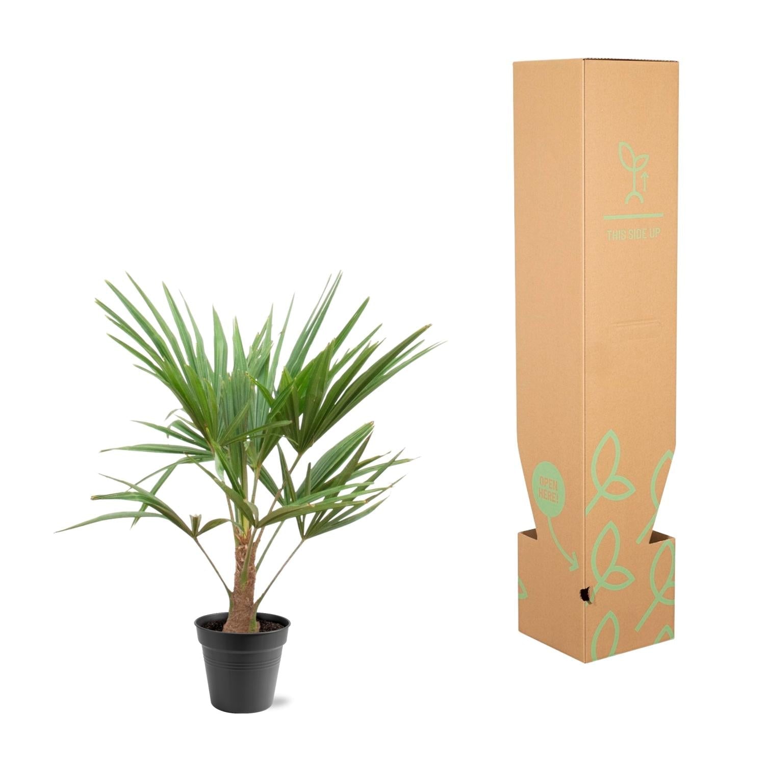 Trachycarpus fortunei – robuste Winterharte Palme, 21 cm Topf, 90–100 cm Höhe - Green Guardia - Ihr Experte für Schädlinge und Pflanzen