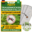 Fungus gnat window trap