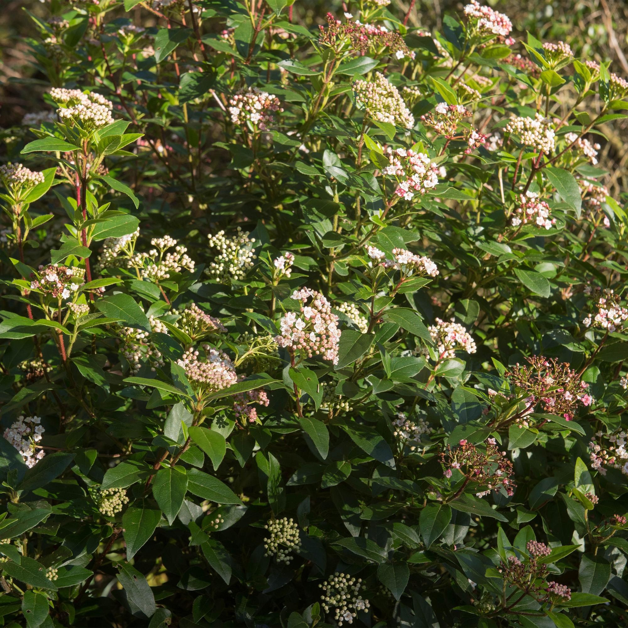 Viburnum tinus ‘Eve Price’ Stamm – Terrassenpflanze, winterhart, 19 cm Topf, 90 cm hoch - Green Guardia - Ihr Experte für Schädlinge und Pflanzen
