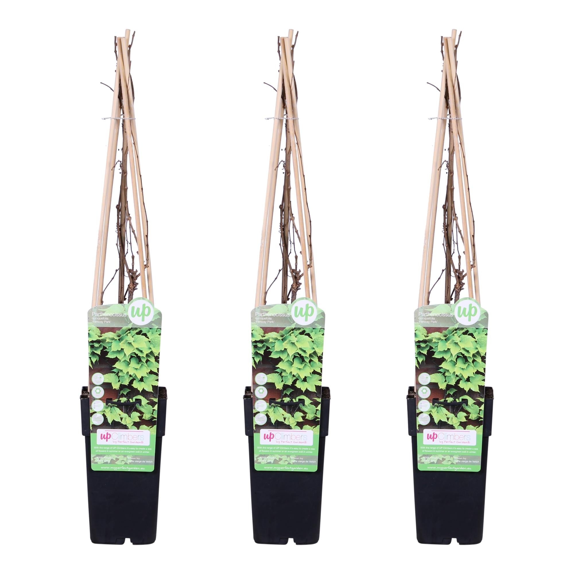 Wilder Wein ‘Veitch Boskoop’ – robuste Kletterpflanze, 15 cm Topf, 65 cm hoch - Green Guardia - Ihr Experte für Schädlinge und Pflanzen