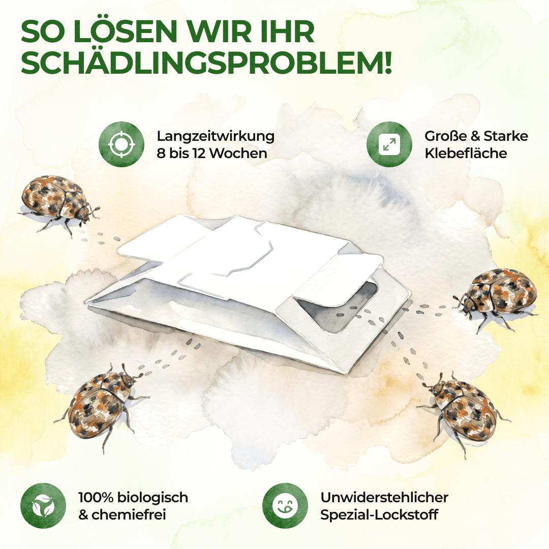 Wollkrautblütenkäfer Falle - Green Guardia - Ihr Experte für Schädlinge und Pflanzen