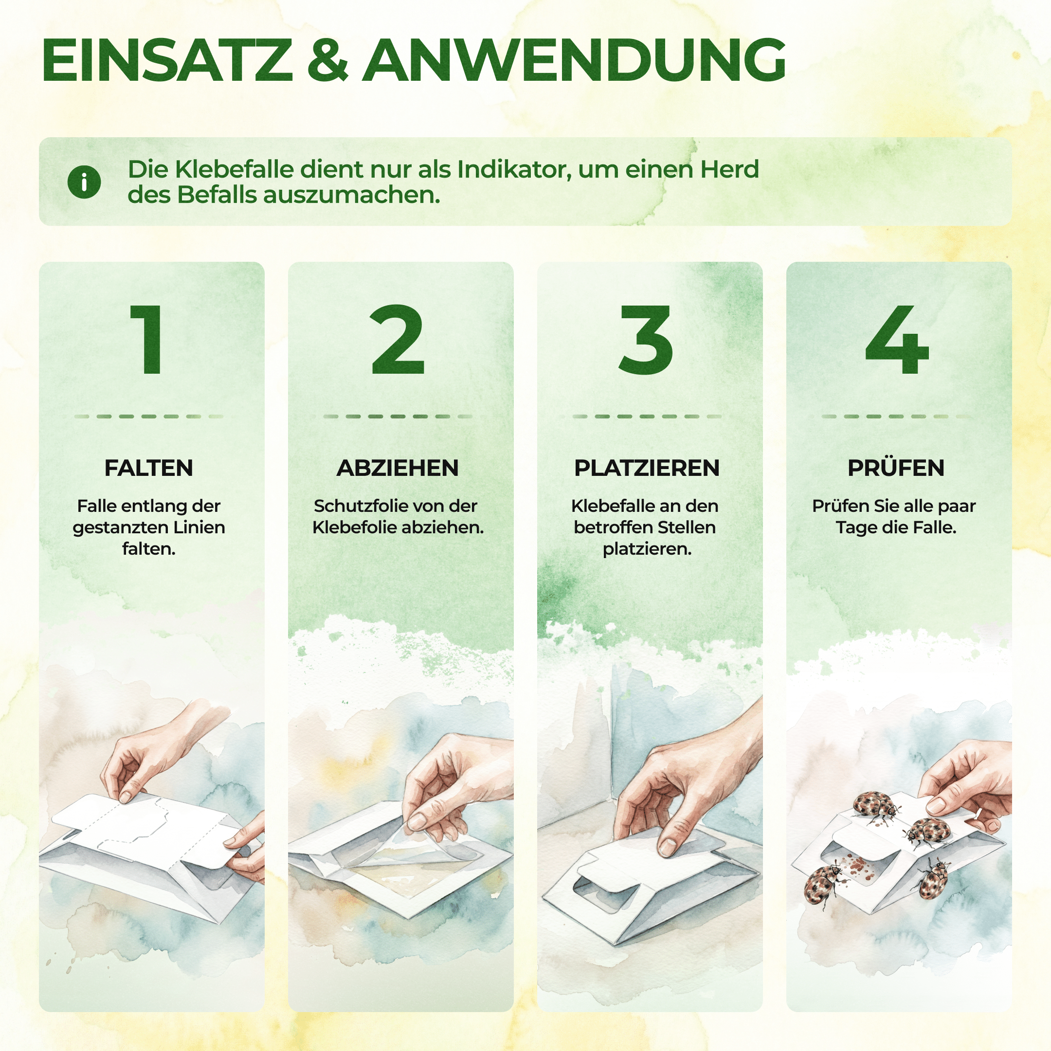 Wollkrautblütenkäfer Falle - Green Guardia - Ihr Experte für Schädlinge und Pflanzen