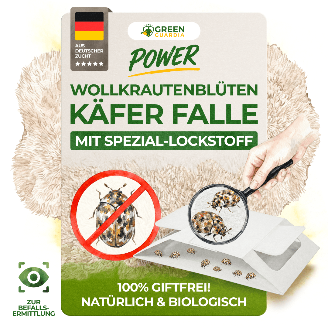Wollkrautblütenkäfer Falle - Green Guardia - Ihr Experte für Schädlinge und Pflanzen