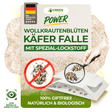 Woolly carpet beetle trap