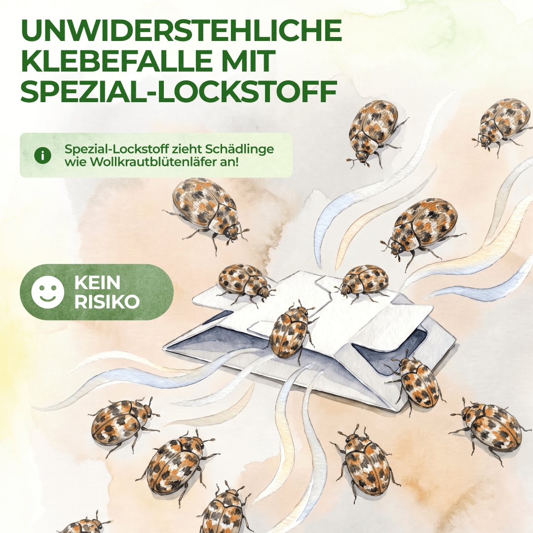 Wollkrautblütenkäfer Falle - Green Guardia - Ihr Experte für Schädlinge und Pflanzen
