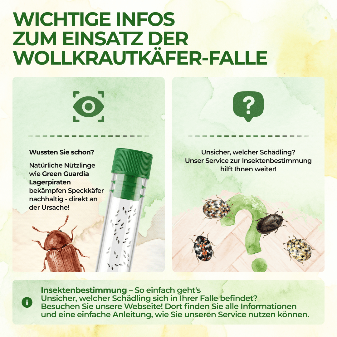 Wollkrautblütenkäfer Falle - Green Guardia - Ihr Experte für Schädlinge und Pflanzen