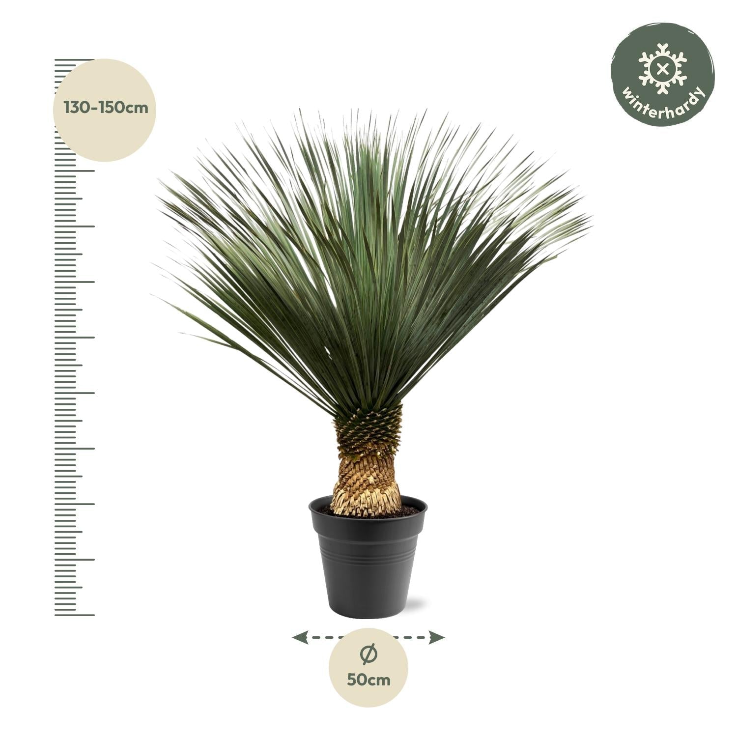 Yucca Rostrata – Blaue Palmlilie - 80 - 160 cm - Green Guardia - Ihr Experte für Schädlinge und Pflanzen