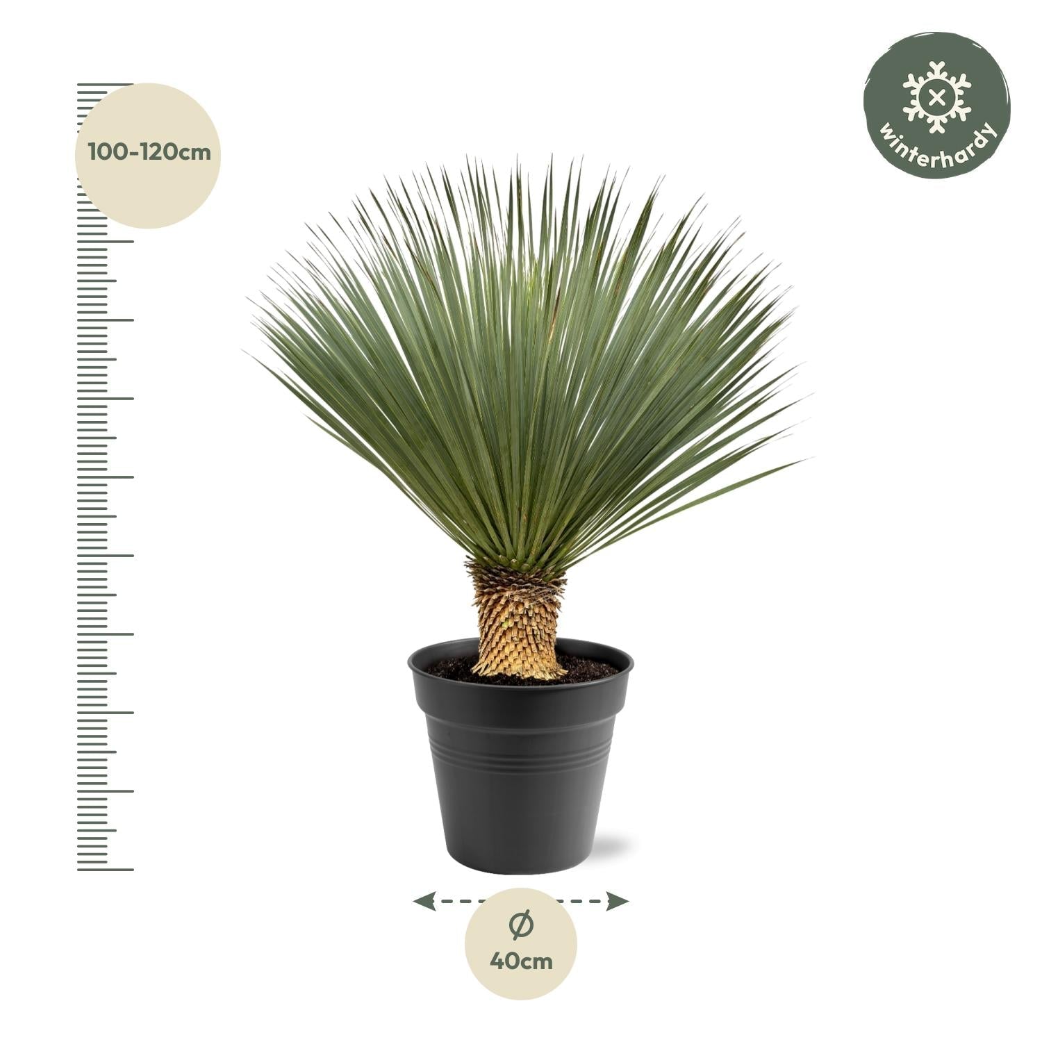 Yucca Rostrata – Blaue Palmlilie - 80 - 160 cm - Green Guardia - Ihr Experte für Schädlinge und Pflanzen