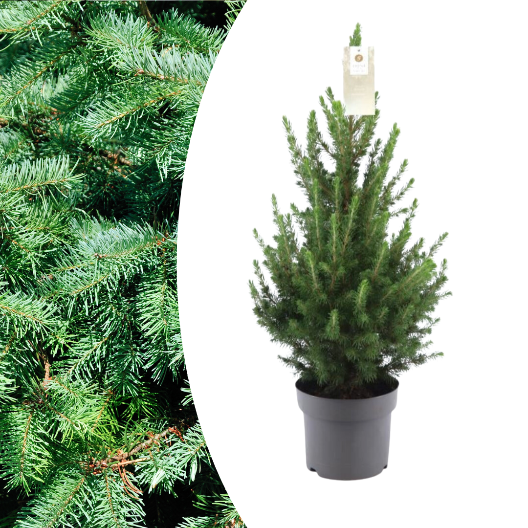 Zwergfichte ‘Conica’ – kompakter Weihnachtsbaum, 70 cm - Green Guardia - Ihr Experte für Schädlinge und Pflanzen